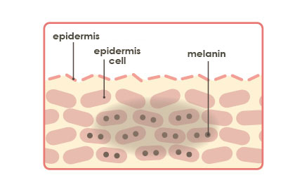 表皮、表皮細胞、メラニン