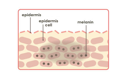 表皮、表皮細胞、メラニン