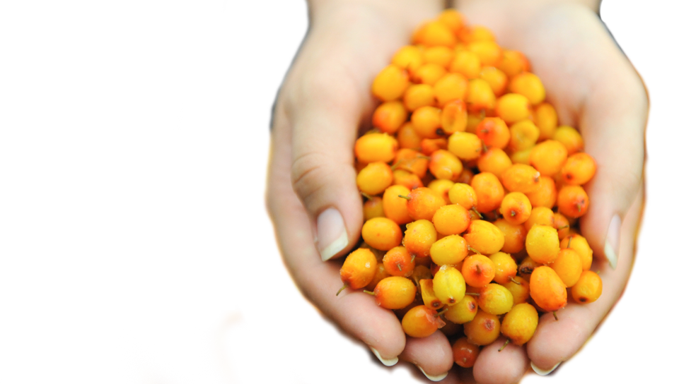 希少な果実シーベリー、シーベリーは、とても栄養価が高く、ビタミン、ミネラル、アミノ酸等全て合わせると200種類以上の栄養素があり、不足しがちな栄養をしっかり補います。美容と健康の為の奇跡の果実と言われ、多方面から注目を集めています